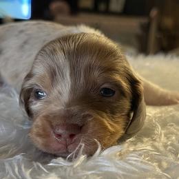 Bo jr - Dapple male Dachshund puppy in Jackson, Tennessee from Cashmere Crown Mini Dachshunds