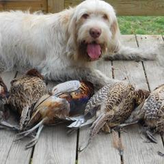 Peach - Spinone Italiano