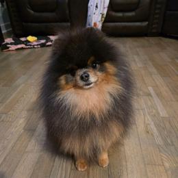 Cobalt - Pomeranian
