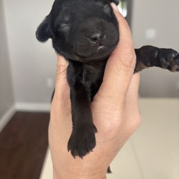 Roo - Black phantom male Aussiedoodle puppy in Weeki Wachee, Florida from Pawprint Dreams Boarding and Kennel