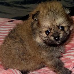 Bailey - Orange sable female Pomeranian puppy in Miami, Florida from Couture Pomeranians