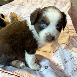 Christmas - Red tri male Miniature Australian Shepherd puppy in Port Saint Lucie, Florida from Charlene Brannon's Mini Australian Shepherds