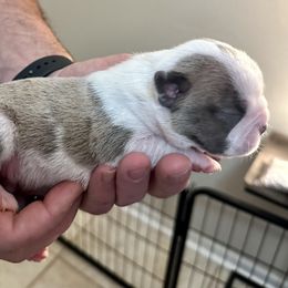 Boy 1 - Boston Terrier puppy in George West, Texas from Duke of Earl’s Boston Terriers