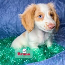 Bruno - Dapple male Dachshund puppy in Waseca, Minnesota from Dragonfly Doxies