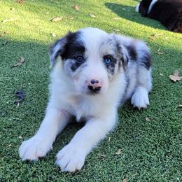 Ash - Slate merle male Border Collie puppy in Morgan, Texas from Shooting Star Ranch