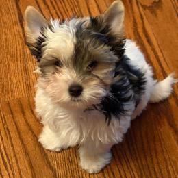 Proof - Black tan and white male Biewer Terrier puppy in Laporte, Indiana from Stoll'n Kisses Biewers