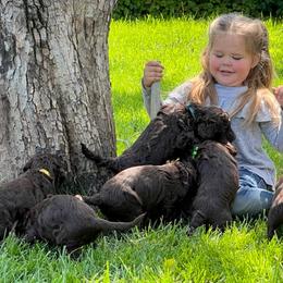 Assorted Doodle Crosses, Australian Labradoodle, Goldendoodle, and Newfoundland Puppies from Twin Sisters Doodles