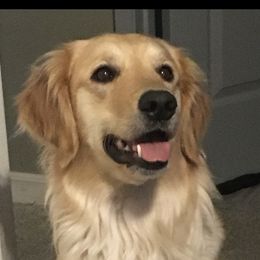 Lacey - Golden Retriever