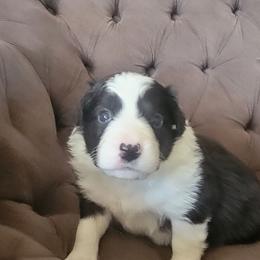 Bread - Black and white male Border Collie puppy in Caledonia, Michigan from Magnolia Acres