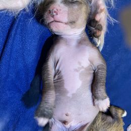 Chinese Crested Puppies from Cosmopawlitan