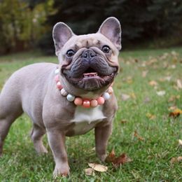 Lumi - French Bulldog