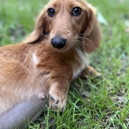 Khloe - Dachshund