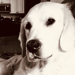 Selah - Golden Retriever