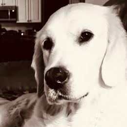 Selah - Golden Retriever