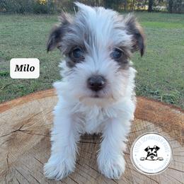Miniature Schnauzer Puppies from Little Schnauzer Paws