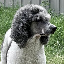 Border Collies and Bordoodles from Prophecy Kennels