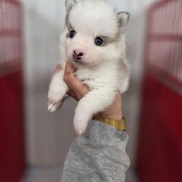 Croix - Silver and white male Pomsky puppy in Mc Callsburg, Iowa from SZ Rolling Acres LLC