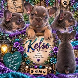 Kelso - Blue male French Bulldog puppy in Holton, Indiana from MoonShine Babies / OZ