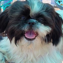 Layla - Shih Tzu