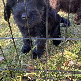 Assorted Doodle Crosses Puppies from Doodles Domain