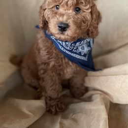 Goldendoodle and Poodle Puppies from Winchester Hills Poodles and Doodles