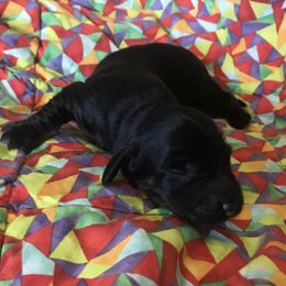 Maxwell - Black and tan Dachshund puppy in Great Bend, Pennsylvania from Dashing Doxies