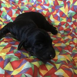 Maxwell - Black and tan Dachshund puppy in Great Bend, Pennsylvania from Dashing Doxies