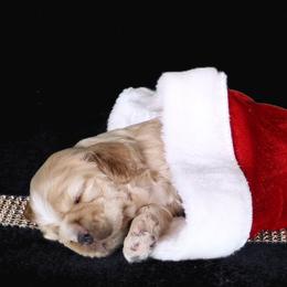 Chole's Cocker Spaniels breeder of Cocker Spaniel