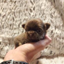 Choc. And tan, white markings 1 - Chocolate and tan male Chihuahua puppy in Richmond, Virginia from Breens