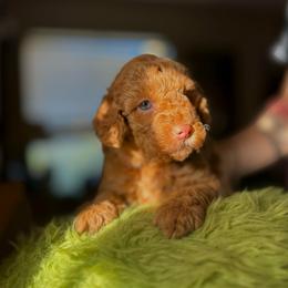 Gracie - Red  female Goldendoodle puppy in Miami, Florida from Milk Drunk Doodles And Poodles