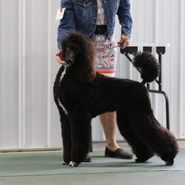 Cha Cha - Poodle