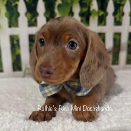 Dodger - Dapple male Dachshund puppy in Lakeland, Florida from Ruthie’s Rich Mini Dachshunds