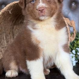 Etta-has tail-many videos - Red tri-color female Australian Shepherd puppy in Troy, South Carolina from Australian Shepherds of 3/W Farms
