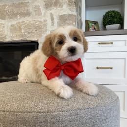 Bernedoodle, Cavapoo, Havanese, and Havapoo Puppies from Lady Paws Puppies - Cassie