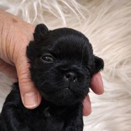 Pollie - Black female Shih Tzu puppy in Tallahassee, Florida from Bows and Bow Ties