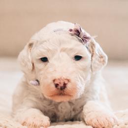 Jessica - Parti female Goldendoodle puppy in Lima, Ohio from Hommel’s Mini Darling Doodles