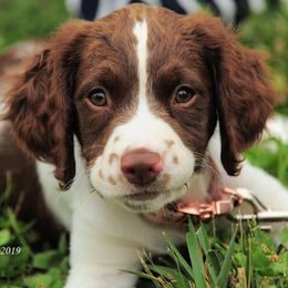 English Springer Spaniel Puppies from Southern Springers
