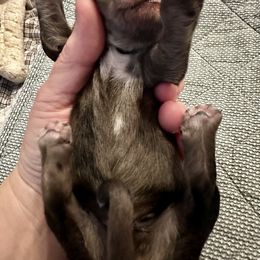 Merle - Merle male Bernedoodle puppy in Holt, Missouri from Mindys Doodles