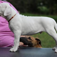 Dogo Argentino and Greyhound Puppies from Wayward Dogos and Hounds