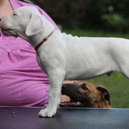 Dogo Argentino and Greyhound Puppies from Wayward Dogos and Hounds
