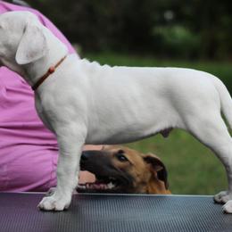 Dogo Argentino and Greyhound Puppies from Wayward Dogos and Hounds