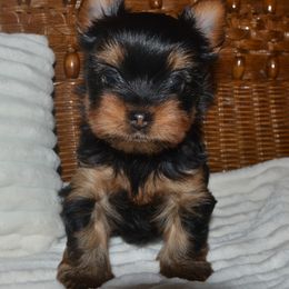 Yorkshire Terrier Puppies from Tamsyorkies