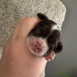 Green - Brown and white male Cocker Spaniel puppy in Soddy Daisy, Tennessee from Kaleidoscopic Creations
