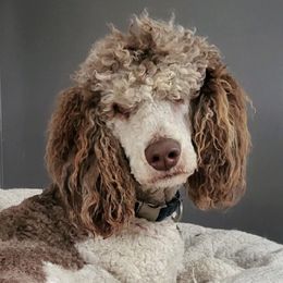 Bernedoodles from Blessed with Doodles