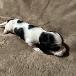 Boy 1 - Piebald male Dachshund puppy in Buchanan, Georgia from Kiser Creek Dachshunds