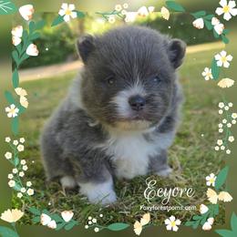 Eeyore - AKC - Blue male Pomeranian puppy in Eatonville, Washington from Foxy Forest Poms