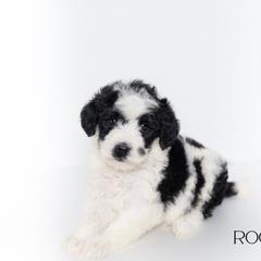 Rogue - Parti Double Doodle puppy in Houston, Texas from Texas Castle Doodles