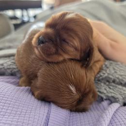 Penny - Ruby female Cavalier King Charles Spaniel puppy in Le Roy, New York from Heirloom Cavaliers