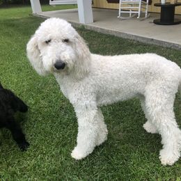 Ellie - Double Doodle