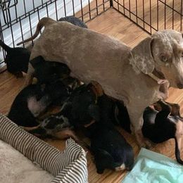 Dachshunds and Maltese from Sweet Miniature Dachshunds